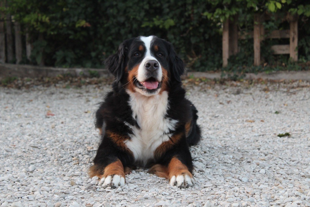 Ursa Du Territoire De Liho