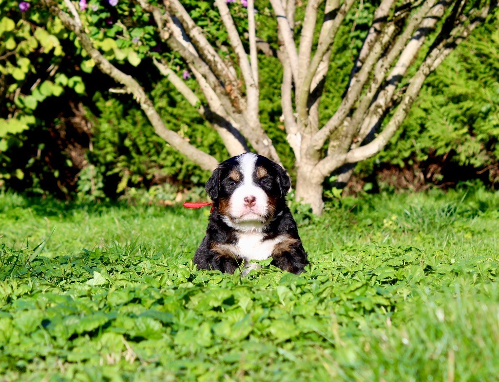 Du Territoire De Liho - Bouvier Bernois - Portée née le 22/08/2025