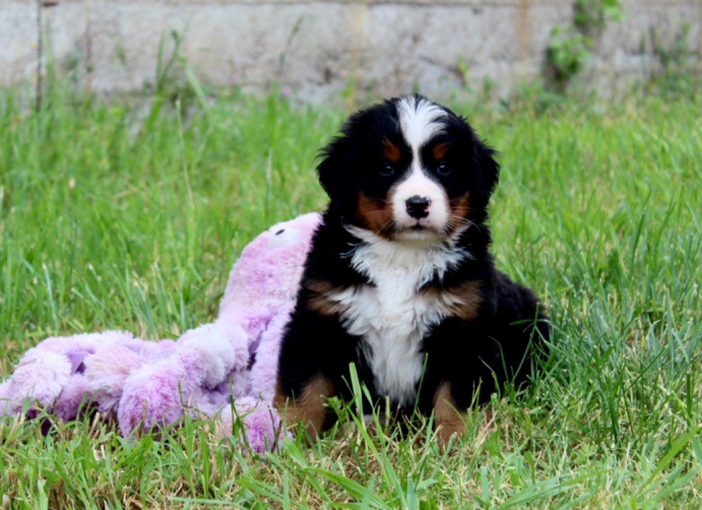 Du Territoire De Liho - Bouvier Bernois - Portée née le 10/03/2020