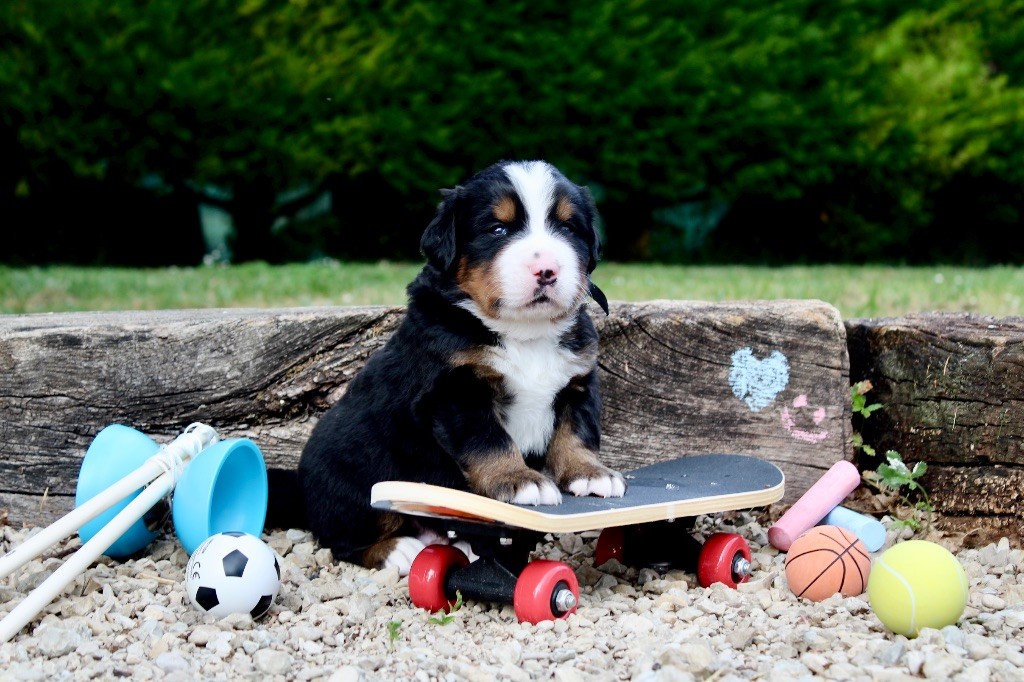 Du Territoire De Liho - Chiots disponibles - Bouvier Bernois
