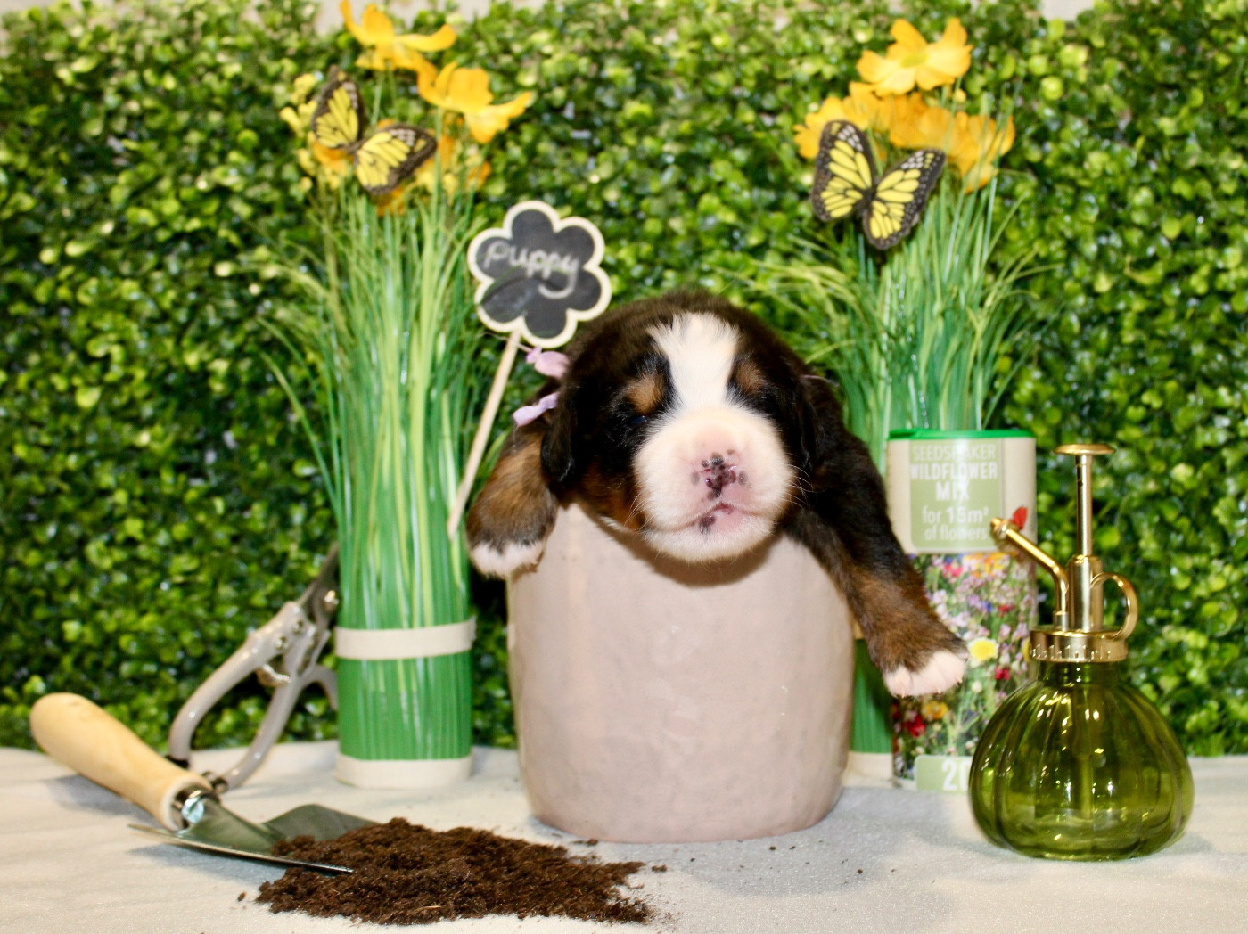 Du Territoire De Liho - Chiots disponibles - Bouvier Bernois