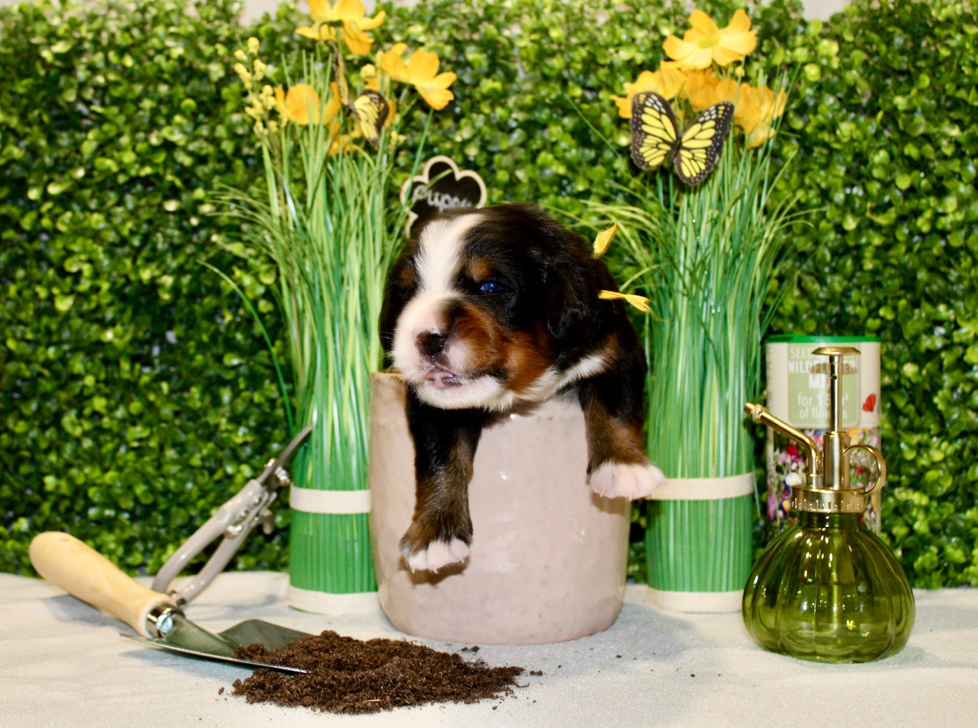 Du Territoire De Liho - Chiots disponibles - Bouvier Bernois