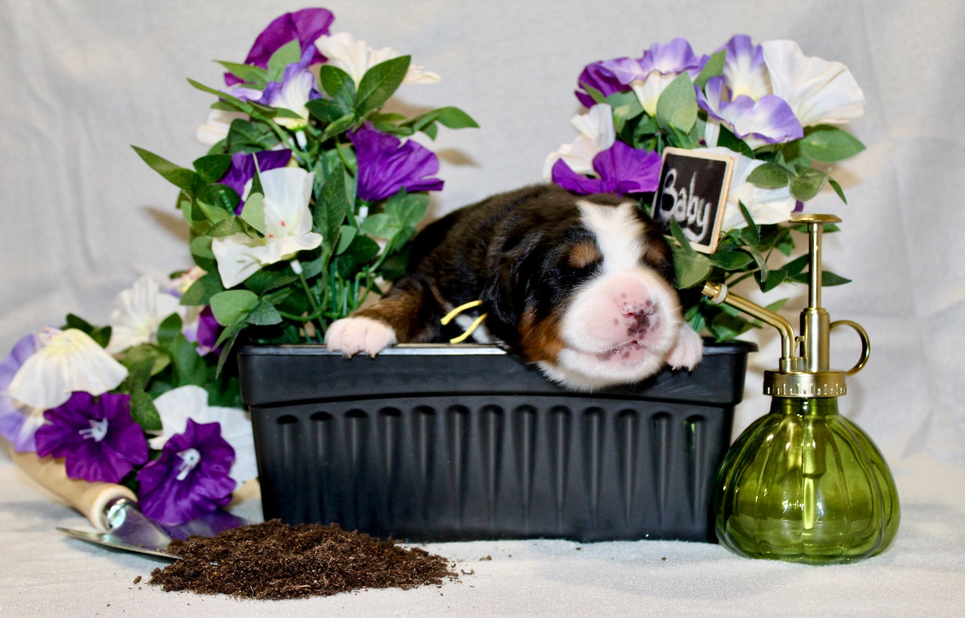 Du Territoire De Liho - Chiots disponibles - Bouvier Bernois