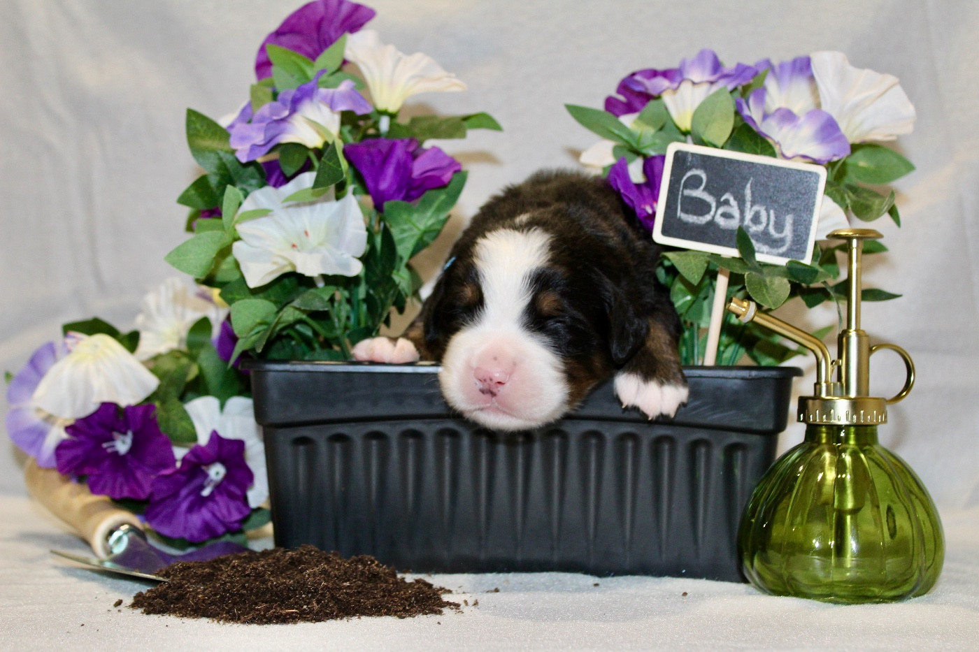 Du Territoire De Liho - Chiots disponibles - Bouvier Bernois