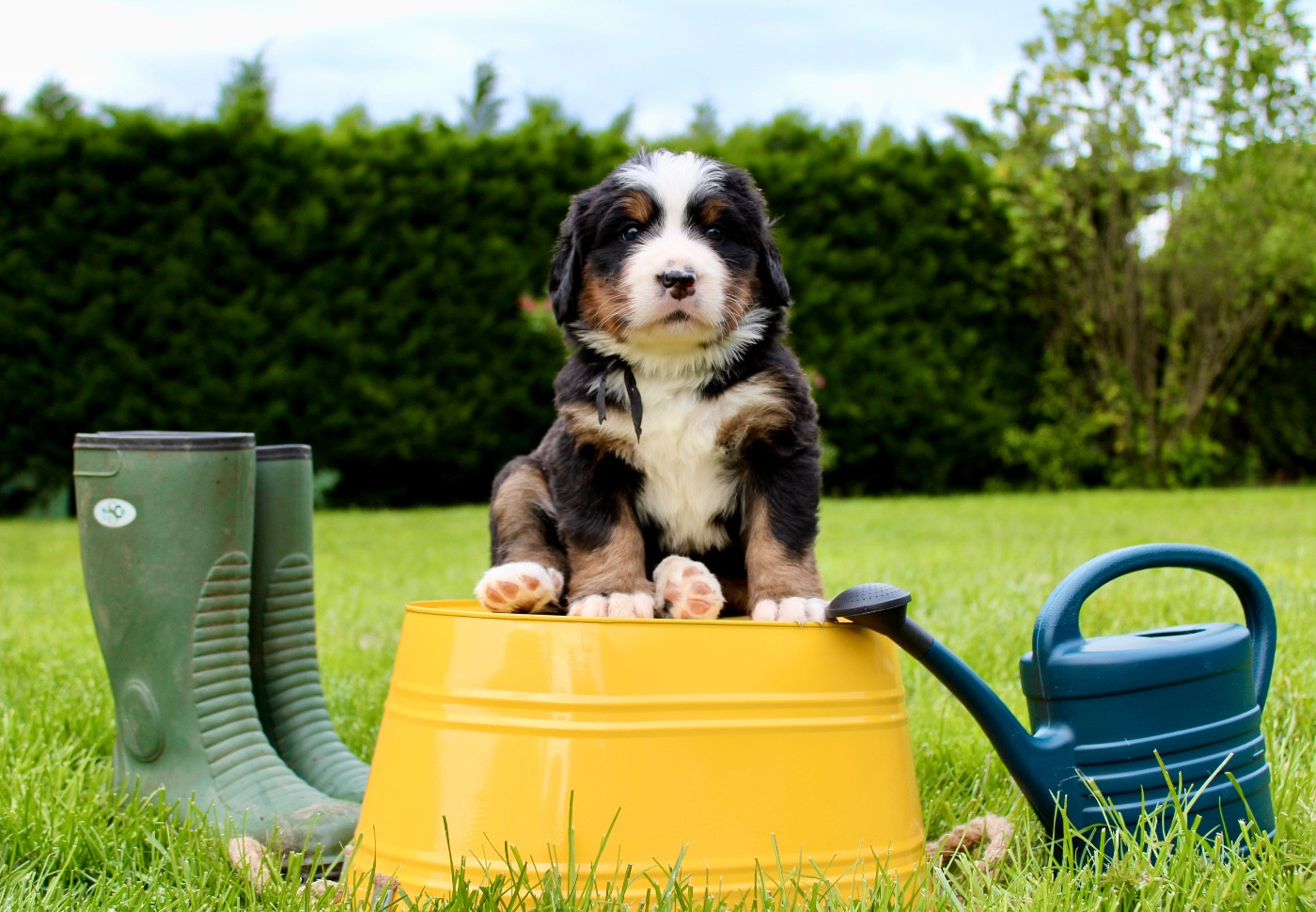 Du Territoire De Liho - Chiots disponibles - Bouvier Bernois