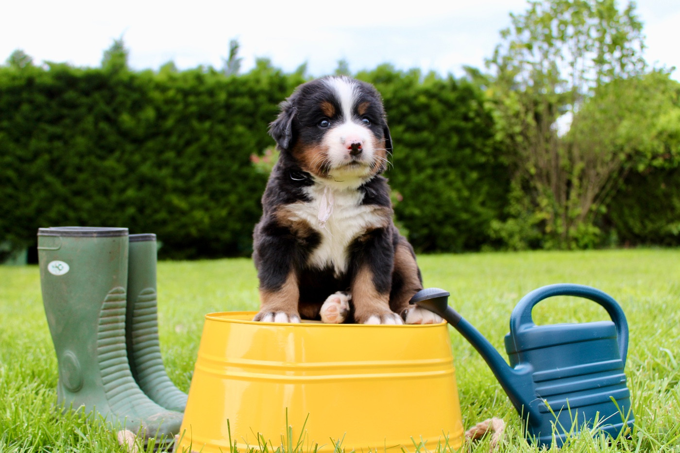 Du Territoire De Liho - Chiots disponibles - Bouvier Bernois