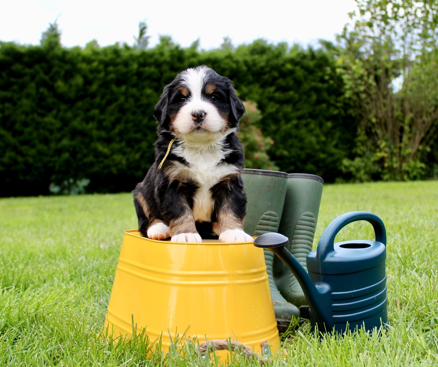 Du Territoire De Liho - Chiots disponibles - Bouvier Bernois