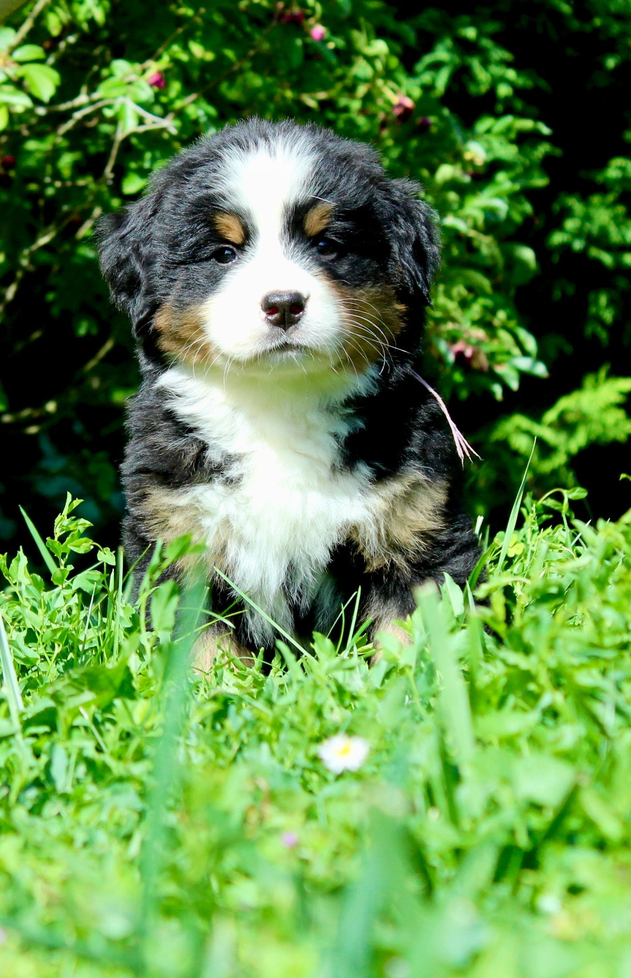 Du Territoire De Liho - Chiots disponibles - Bouvier Bernois