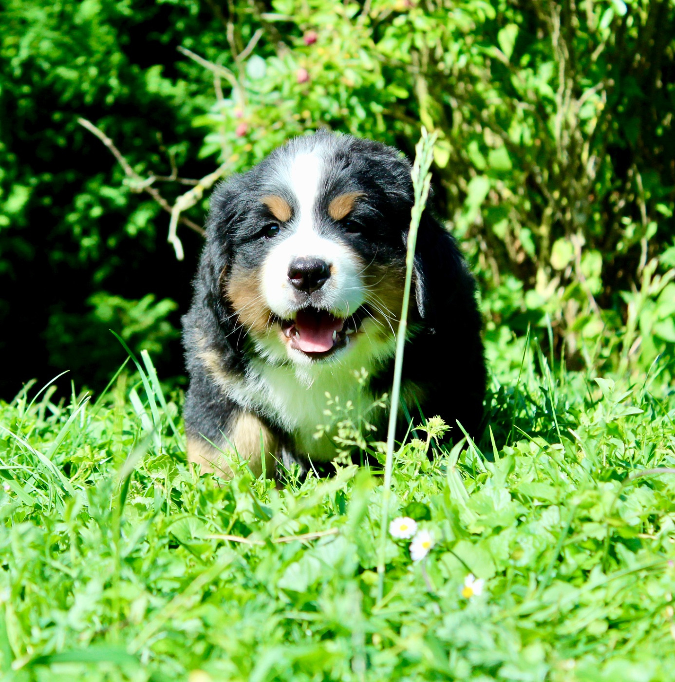 Du Territoire De Liho - Chiots disponibles - Bouvier Bernois