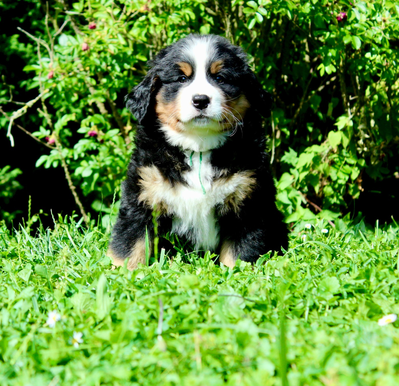Du Territoire De Liho - Chiots disponibles - Bouvier Bernois