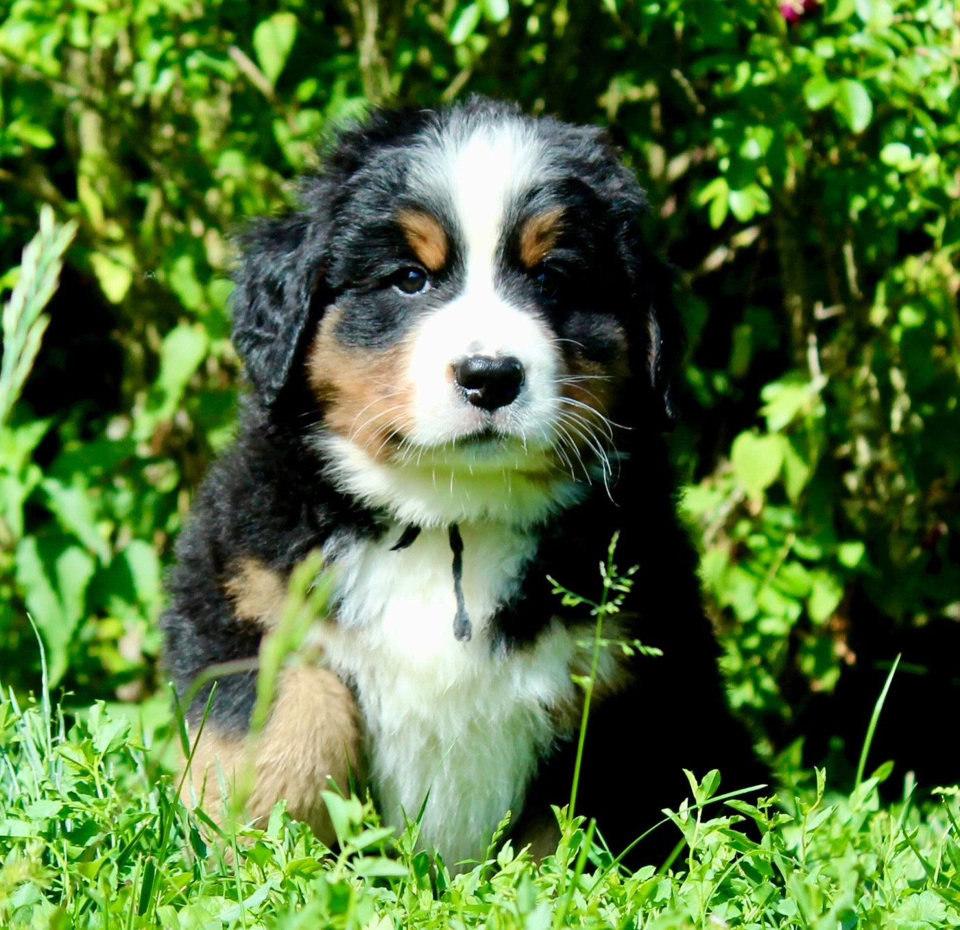 Du Territoire De Liho - Chiots disponibles - Bouvier Bernois
