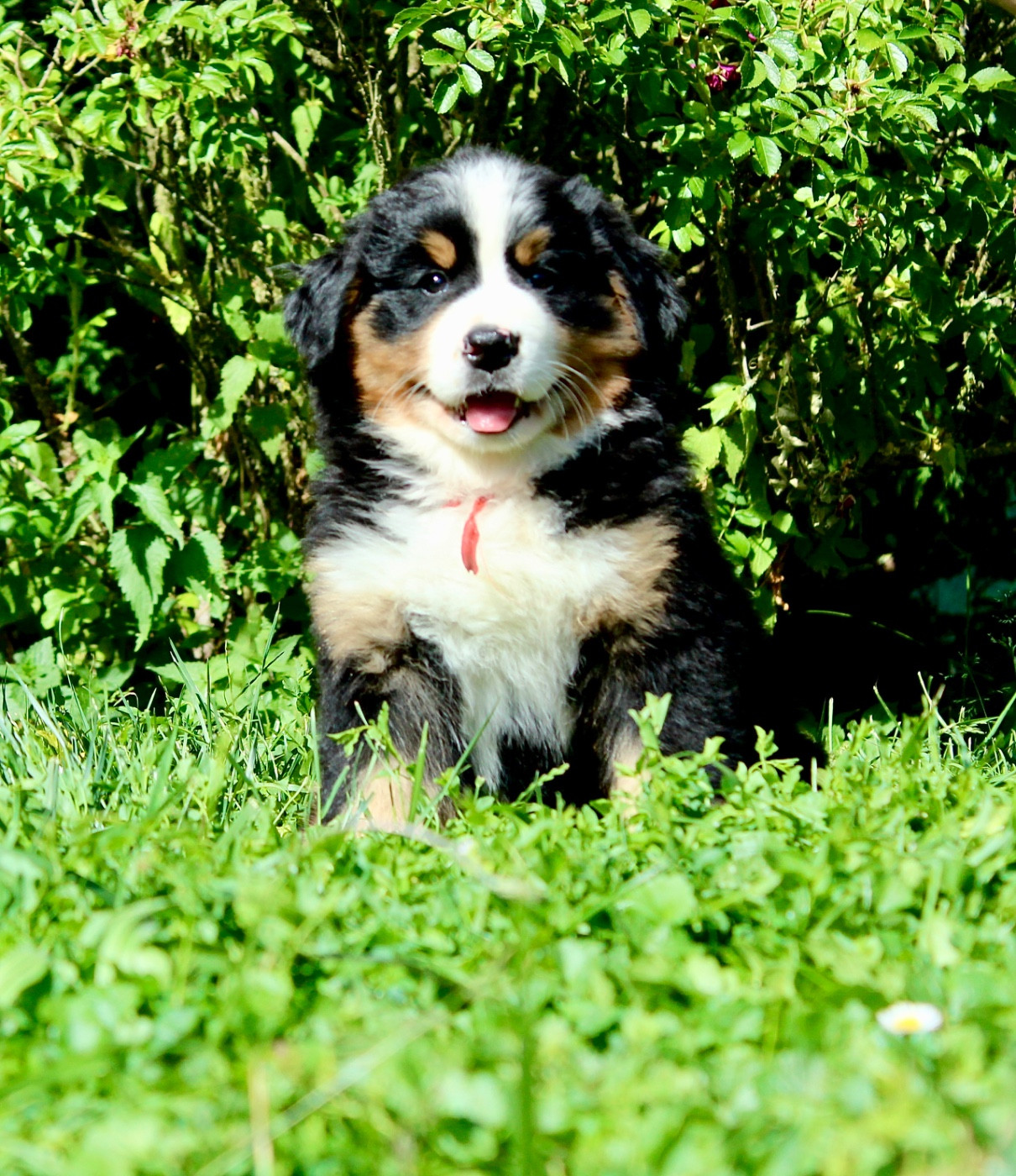 Du Territoire De Liho - Chiots disponibles - Bouvier Bernois
