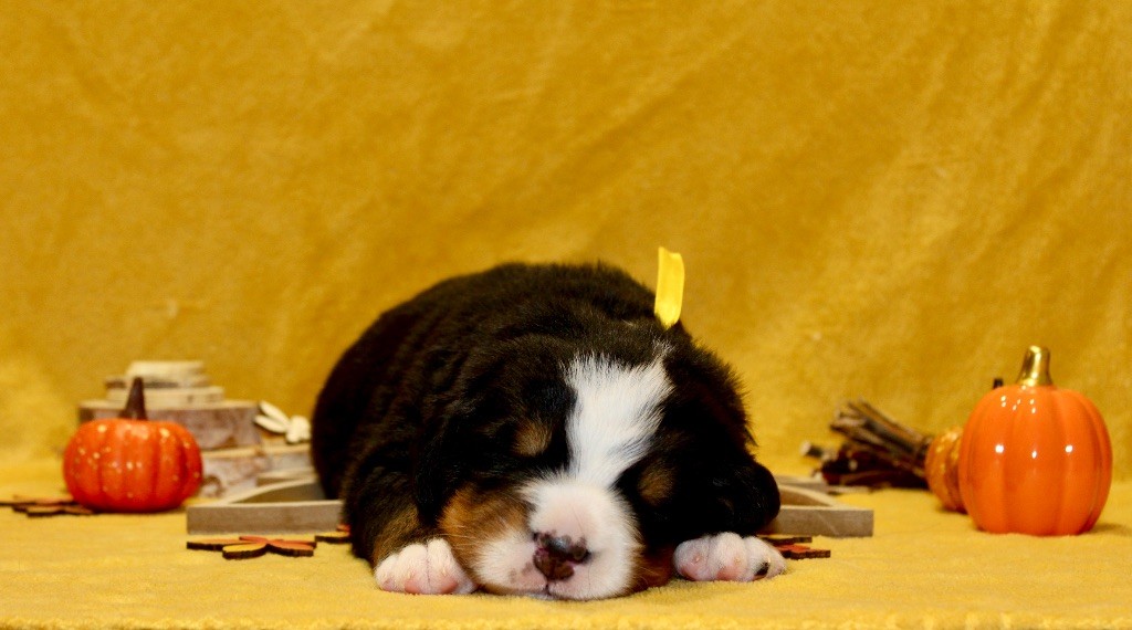Du Territoire De Liho - Chiots disponibles - Bouvier Bernois
