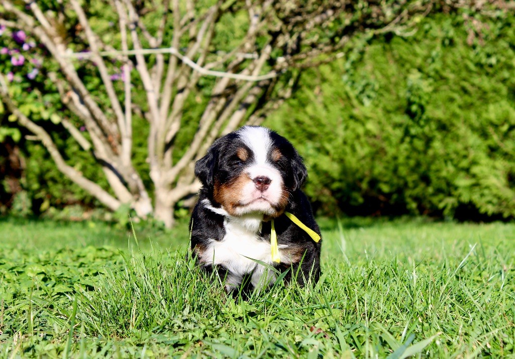 Du Territoire De Liho - Chiots disponibles - Bouvier Bernois