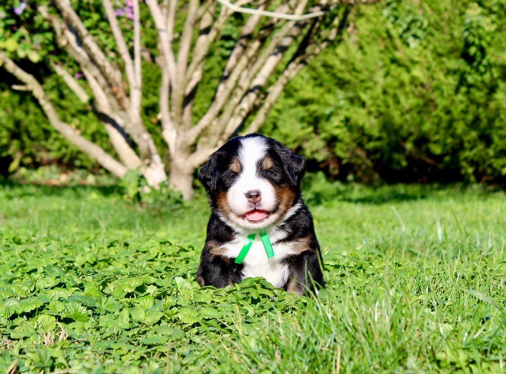 Du Territoire De Liho - Chiots disponibles - Bouvier Bernois