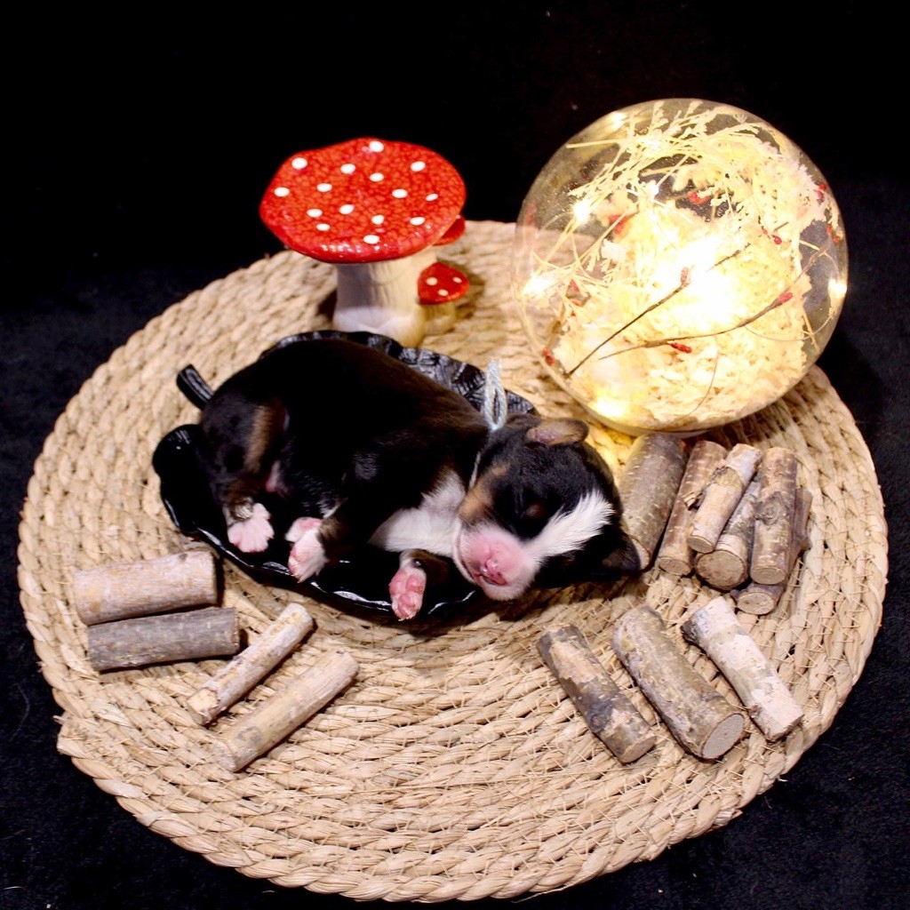 Du Territoire De Liho - Bouvier Bernois - Portée née le 28/09/2021