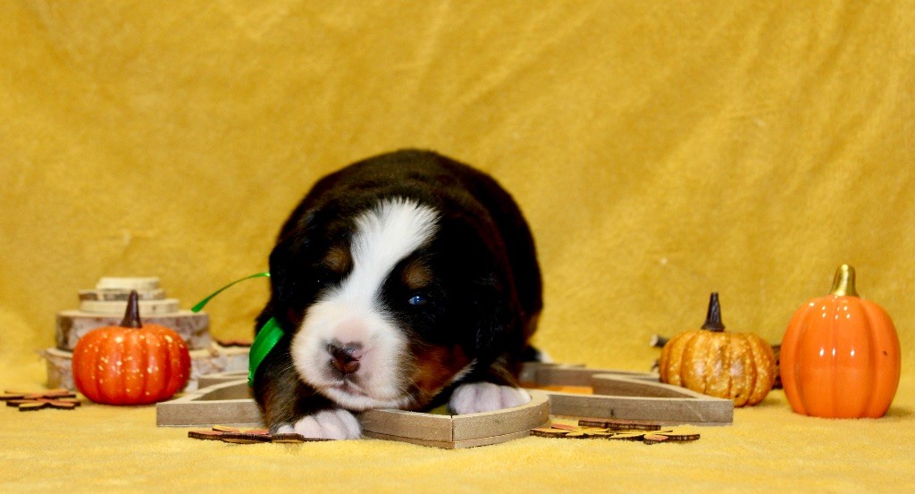 Du Territoire De Liho - Chiots disponibles - Bouvier Bernois