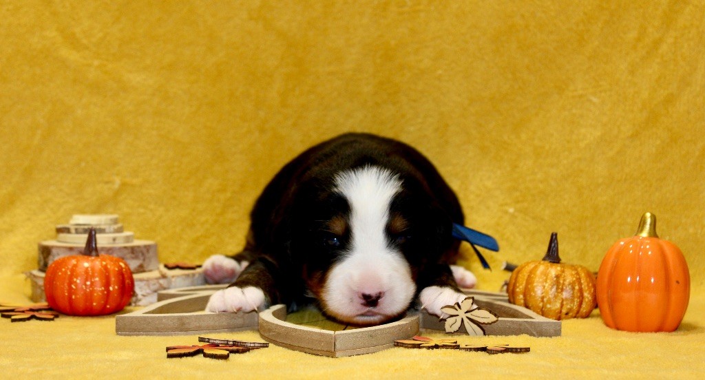 Du Territoire De Liho - Chiots disponibles - Bouvier Bernois